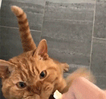 【宠物】网友给楼下实验室的高冷猫看了一眼十几斤的老鼠尸体,它的反应笑死人:老大,我以后跟您混了!(组图) - 16