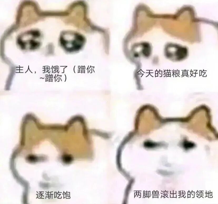 【宠物】网友给楼下实验室的高冷猫看了一眼十几斤的老鼠尸体,它的反应笑死人:老大,我以后跟您混了!(组图) - 15