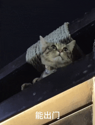 【宠物】小姐姐炫耀捡到一只灵珠猫,网友看清小猫花色后纷纷质疑:我不信,除非送它来我家!(组图) - 7