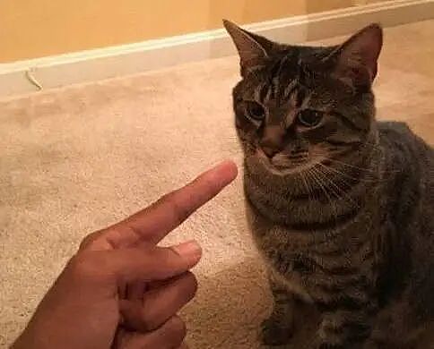 【宠物】小姐姐炫耀捡到一只灵珠猫,网友看清小猫花色后纷纷质疑:我不信,除非送它来我家!(组图) - 14