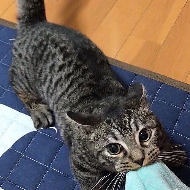 【宠物】小姐姐炫耀捡到一只灵珠猫,网友看清小猫花色后纷纷质疑:我不信,除非送它来我家!(组图) - 13