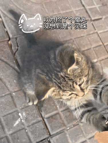 【宠物】小姐姐炫耀捡到一只灵珠猫,网友看清小猫花色后纷纷质疑:我不信,除非送它来我家!(组图) - 2