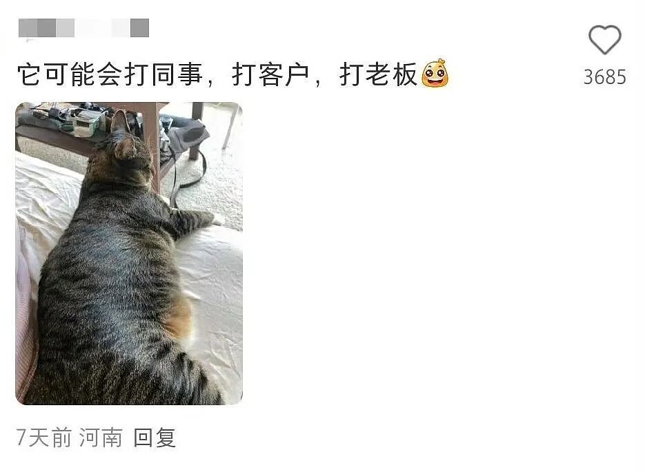 【宠物】小姐姐炫耀捡到一只灵珠猫,网友看清小猫花色后纷纷质疑:我不信,除非送它来我家!(组图) - 16