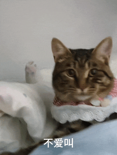 【宠物】小姐姐炫耀捡到一只灵珠猫,网友看清小猫花色后纷纷质疑:我不信,除非送它来我家!(组图) - 9