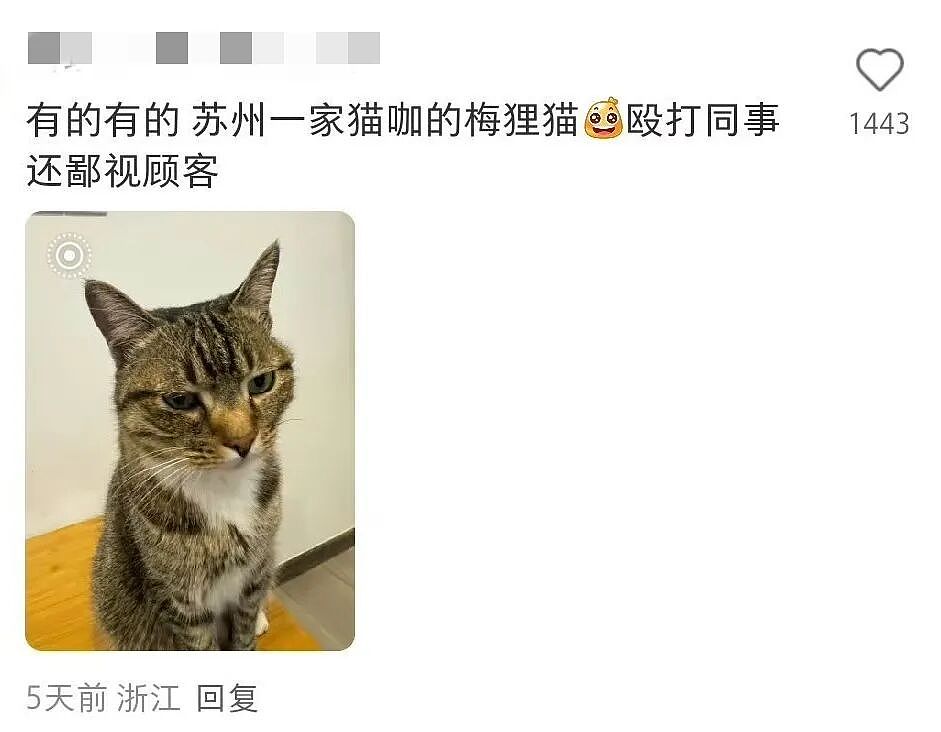 【宠物】小姐姐炫耀捡到一只灵珠猫,网友看清小猫花色后纷纷质疑:我不信,除非送它来我家!(组图) - 19
