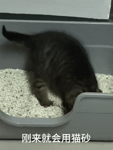 【宠物】小姐姐炫耀捡到一只灵珠猫,网友看清小猫花色后纷纷质疑:我不信,除非送它来我家!(组图) - 3