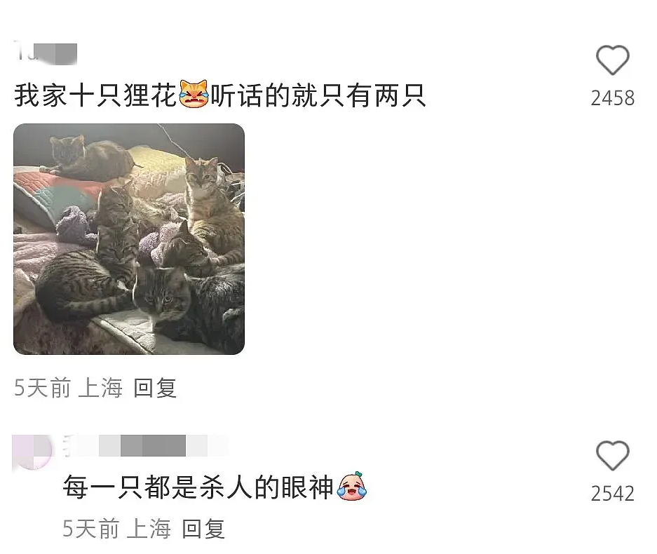 【宠物】小姐姐炫耀捡到一只灵珠猫,网友看清小猫花色后纷纷质疑:我不信,除非送它来我家!(组图) - 21