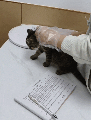 【宠物】小姐姐炫耀捡到一只灵珠猫,网友看清小猫花色后纷纷质疑:我不信,除非送它来我家!(组图) - 8