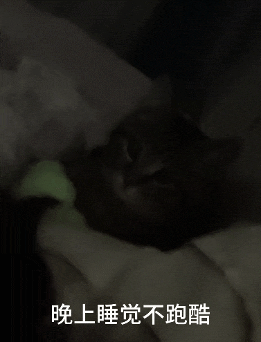 【宠物】小姐姐炫耀捡到一只灵珠猫,网友看清小猫花色后纷纷质疑:我不信,除非送它来我家!(组图) - 10