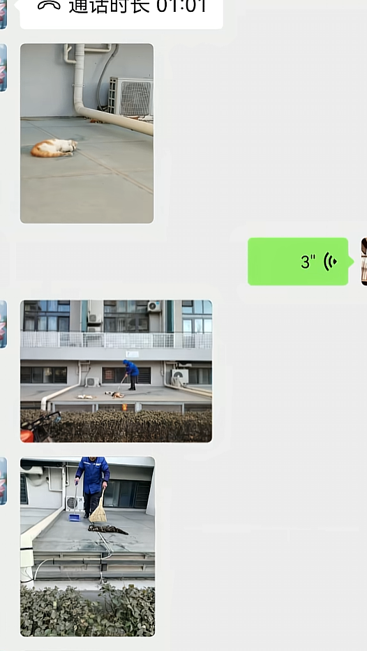 【宠物】妹子小区遛猫,流浪猫冲上来又搂又抱还想叼走小猫…以为猫发情气炸了,结果真相竟是:人家是来见义勇为的!(组图) - 10
