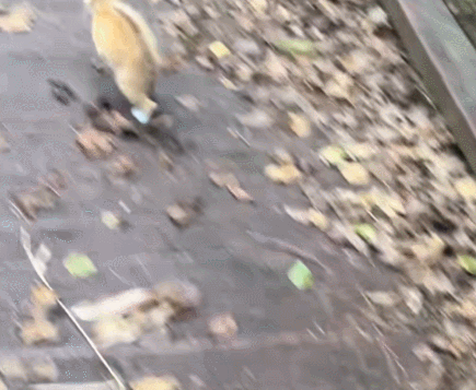 【宠物】妹子小区遛猫,流浪猫冲上来又搂又抱还想叼走小猫…以为猫发情气炸了,结果真相竟是:人家是来见义勇为的!(组图) - 2