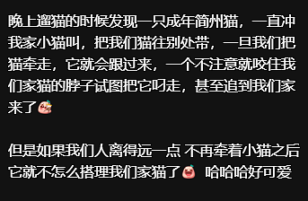 【宠物】妹子小区遛猫,流浪猫冲上来又搂又抱还想叼走小猫…以为猫发情气炸了,结果真相竟是:人家是来见义勇为的!(组图) - 5