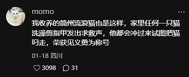 【宠物】妹子小区遛猫,流浪猫冲上来又搂又抱还想叼走小猫…以为猫发情气炸了,结果真相竟是:人家是来见义勇为的!(组图) - 9