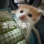 【宠物】妹子小区遛猫，流浪猫冲上来又搂又抱还想叼走小猫…以为猫发情气炸了，结果真相竟是：人家是来见义勇为的！（组图）