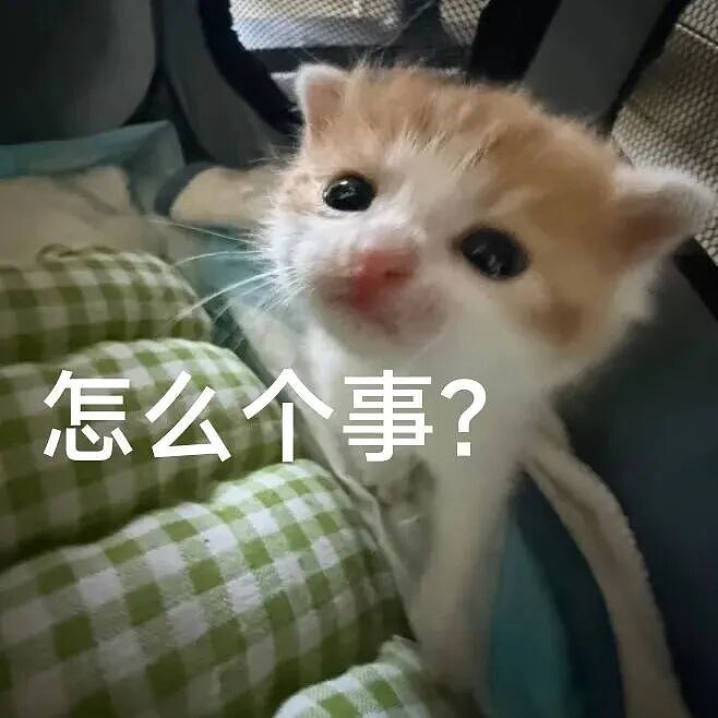 【宠物】妹子小区遛猫,流浪猫冲上来又搂又抱还想叼走小猫…以为猫发情气炸了,结果真相竟是:人家是来见义勇为的!(组图) - 1