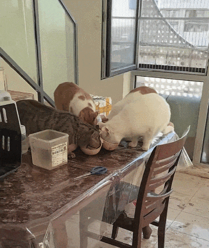 【宠物】妹子小区遛猫,流浪猫冲上来又搂又抱还想叼走小猫…以为猫发情气炸了,结果真相竟是:人家是来见义勇为的!(组图) - 12