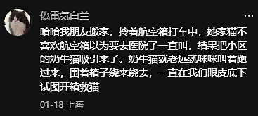 【宠物】妹子小区遛猫,流浪猫冲上来又搂又抱还想叼走小猫…以为猫发情气炸了,结果真相竟是:人家是来见义勇为的!(组图) - 7