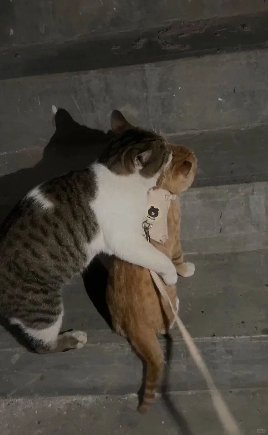 【宠物】妹子小区遛猫,流浪猫冲上来又搂又抱还想叼走小猫…以为猫发情气炸了,结果真相竟是:人家是来见义勇为的!(组图) - 3
