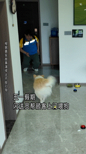 博主遇到只热情金毛,想摸却害怕被咬便拒绝,谁知它竟然…网友震惊:引导型小狗(组图) - 10