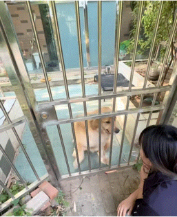 博主遇到只热情金毛,想摸却害怕被咬便拒绝,谁知它竟然…网友震惊:引导型小狗(组图) - 2