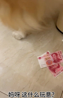 博主遇到只热情金毛,想摸却害怕被咬便拒绝,谁知它竟然…网友震惊:引导型小狗(组图) - 8