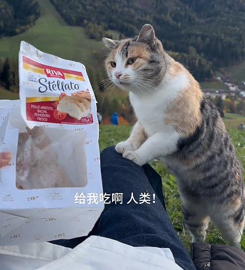 【宠物】小姐姐在景区拍到一只网红猫，它天天在享福，网友：我上网就是来看这些的！（组图） - 9