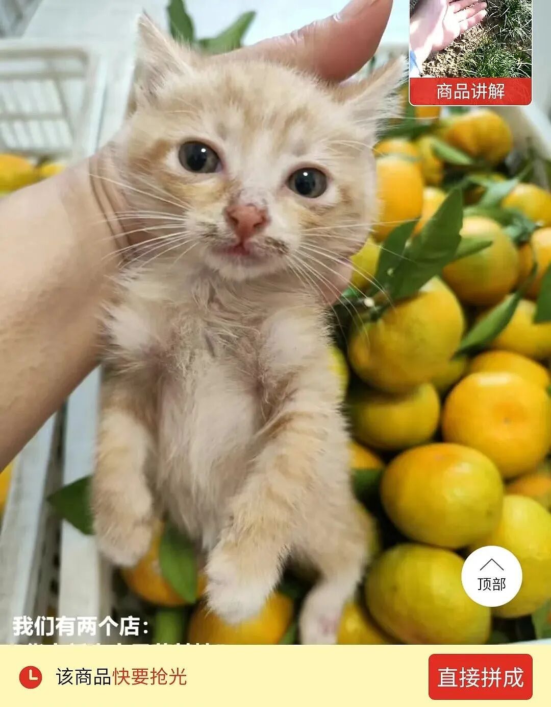 【宠物】浴足店老板为了晒猫，直接拿猫图和名字开店，招牌好搞笑哈哈哈，网友：能让猫师傅给我服务吗？（组图） - 6