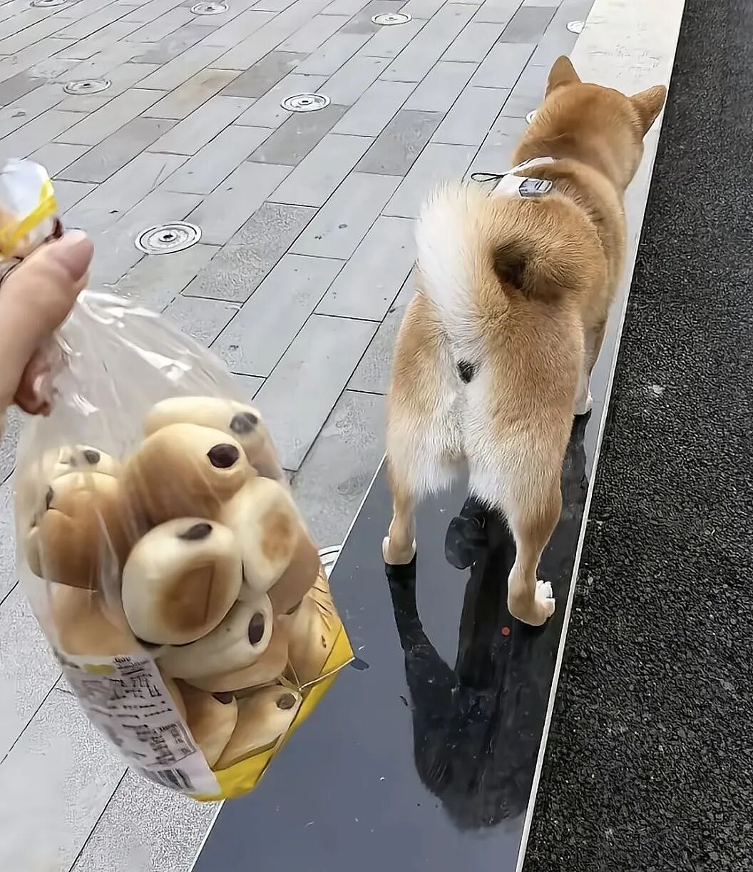 【宠物】浴足店老板为了晒猫，直接拿猫图和名字开店，招牌好搞笑哈哈哈，网友：能让猫师傅给我服务吗？（组图） - 13