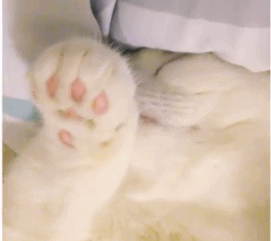 【宠物】浴足店老板为了晒猫，直接拿猫图和名字开店，招牌好搞笑哈哈哈，网友：能让猫师傅给我服务吗？（组图） - 16