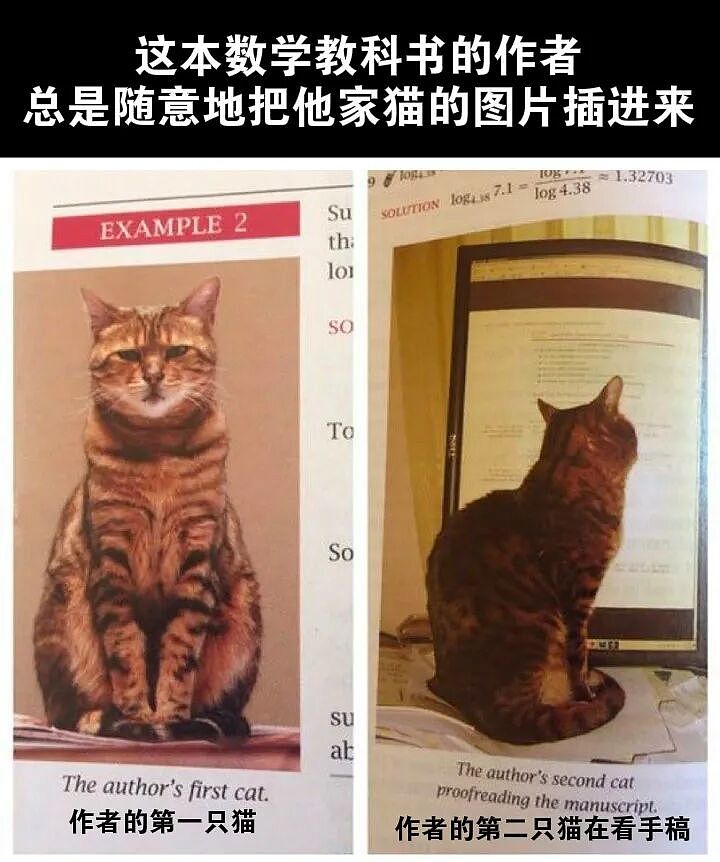 【宠物】浴足店老板为了晒猫，直接拿猫图和名字开店，招牌好搞笑哈哈哈，网友：能让猫师傅给我服务吗？（组图） - 9
