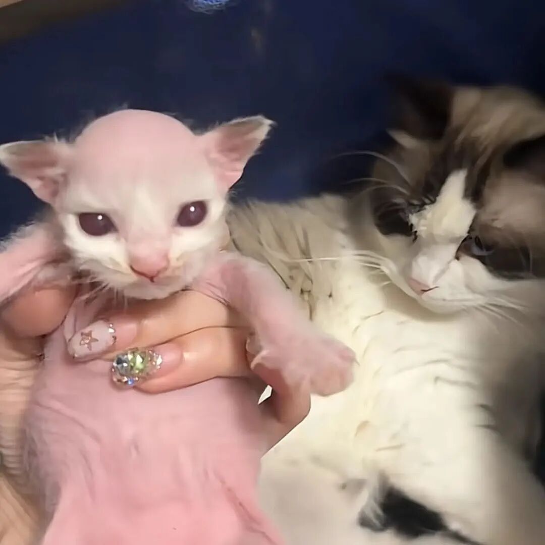 【宠物】布偶猫爸猫妈都是颜值天花板,结果却生出只长脸毛的无毛猫??网友看后都沉默:好像没炸的猪排...(组图) - 8