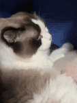 【宠物】布偶猫爸猫妈都是颜值天花板，结果却生出只长脸毛的无毛猫？？网友看后都沉默：好像没炸的猪排...（组图）