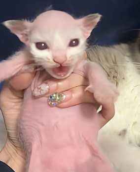 【宠物】布偶猫爸猫妈都是颜值天花板,结果却生出只长脸毛的无毛猫??网友看后都沉默:好像没炸的猪排...(组图) - 7