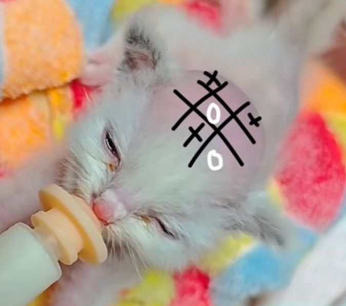 【宠物】布偶猫爸猫妈都是颜值天花板,结果却生出只长脸毛的无毛猫??网友看后都沉默:好像没炸的猪排...(组图) - 15