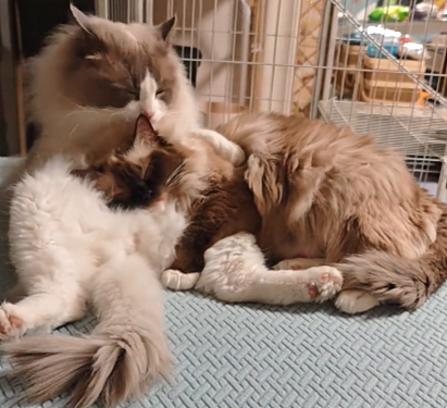 【宠物】布偶猫爸猫妈都是颜值天花板,结果却生出只长脸毛的无毛猫??网友看后都沉默:好像没炸的猪排...(组图) - 10