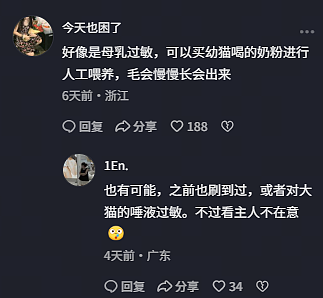 【宠物】布偶猫爸猫妈都是颜值天花板,结果却生出只长脸毛的无毛猫??网友看后都沉默:好像没炸的猪排...(组图) - 9