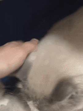 【宠物】布偶猫爸猫妈都是颜值天花板,结果却生出只长脸毛的无毛猫??网友看后都沉默:好像没炸的猪排...(组图) - 2
