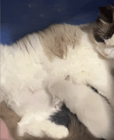 【宠物】布偶猫爸猫妈都是颜值天花板,结果却生出只长脸毛的无毛猫??网友看后都沉默:好像没炸的猪排...(组图) - 4