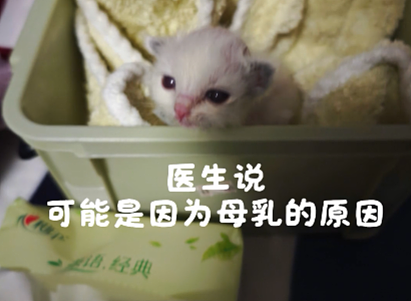 【宠物】布偶猫爸猫妈都是颜值天花板,结果却生出只长脸毛的无毛猫??网友看后都沉默:好像没炸的猪排...(组图) - 13