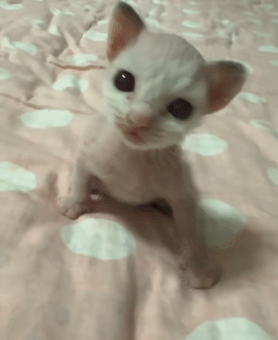【宠物】布偶猫爸猫妈都是颜值天花板,结果却生出只长脸毛的无毛猫??网友看后都沉默:好像没炸的猪排...(组图) - 5