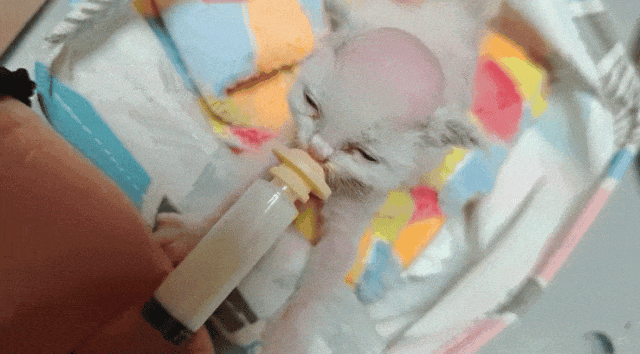 【宠物】布偶猫爸猫妈都是颜值天花板,结果却生出只长脸毛的无毛猫??网友看后都沉默:好像没炸的猪排...(组图) - 14