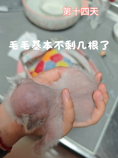 【宠物】布偶猫爸猫妈都是颜值天花板,结果却生出只长脸毛的无毛猫??网友看后都沉默:好像没炸的猪排...(组图) - 12