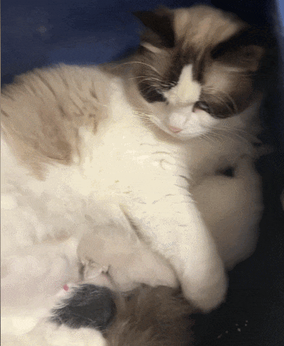 【宠物】布偶猫爸猫妈都是颜值天花板,结果却生出只长脸毛的无毛猫??网友看后都沉默:好像没炸的猪排...(组图) - 3