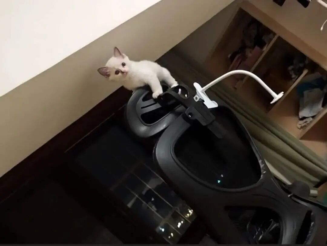 【宠物】布偶猫爸猫妈都是颜值天花板,结果却生出只长脸毛的无毛猫??网友看后都沉默:好像没炸的猪排...(组图) - 16