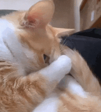 【宠物】小猫咪看一群人在挖地,它马上在旁边拉屎,咪:咪的天,人拉屎要挖那么大的坑吗?(组图) - 21