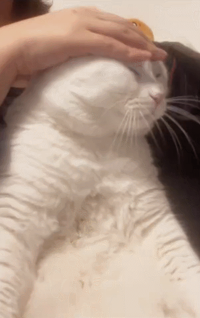 【宠物】小猫咪看一群人在挖地,它马上在旁边拉屎,咪:咪的天,人拉屎要挖那么大的坑吗?(组图) - 2