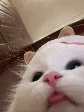 【宠物】小猫咪看一群人在挖地,它马上在旁边拉屎,咪:咪的天,人拉屎要挖那么大的坑吗?(组图) - 10