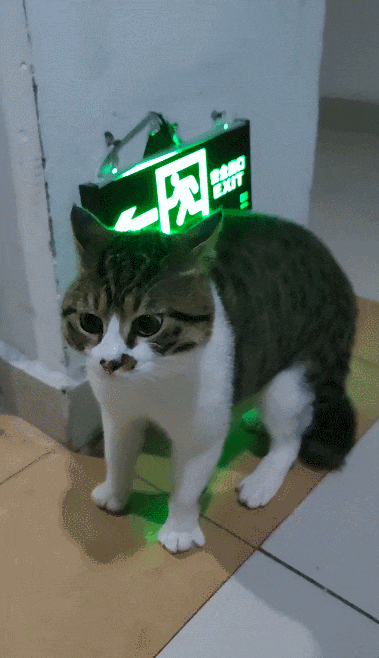 【宠物】小猫咪看一群人在挖地,它马上在旁边拉屎,咪:咪的天,人拉屎要挖那么大的坑吗?(组图) - 11