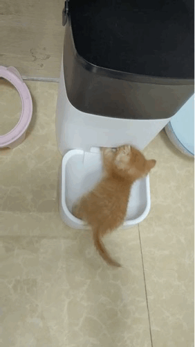 【宠物】小猫咪看一群人在挖地,它马上在旁边拉屎,咪:咪的天,人拉屎要挖那么大的坑吗?(组图) - 6