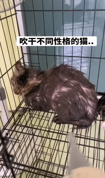 【宠物】小猫咪看一群人在挖地,它马上在旁边拉屎,咪:咪的天,人拉屎要挖那么大的坑吗?(组图) - 8